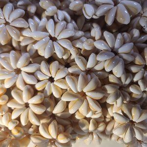 50 Pcs Loose Cowrie Shell Rings